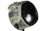 Polished Fossil Mosasaur Vertebra w/ Metal Stand - Texas #350967-1